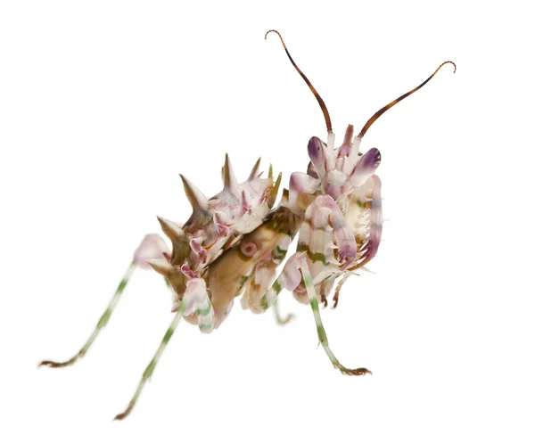 Spiny flower mantis, Flower Mantis, Pseudocreobotra Wahlbergii — Stock Photo, Image