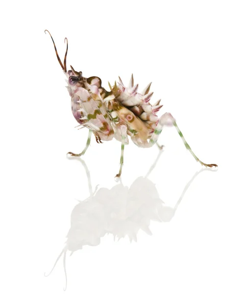 とげのある花カマキリ、花カマキリ、pseudocreobotra wahlbergii — ストック写真
