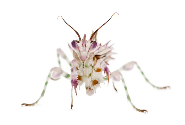 多刺花螳螂、 花螳螂、 pseudocreobotra wahlbergii — 图库照片