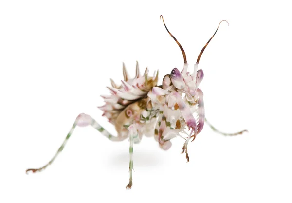とげのある花カマキリ、花カマキリ、pseudocreobotra wahlbergii — ストック写真