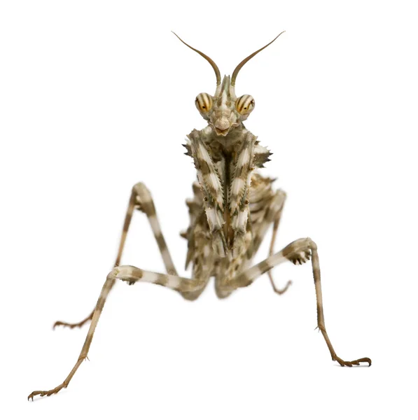 Vrouwelijke blepharopsis mendica, devil's bloem mantis — Stockfoto
