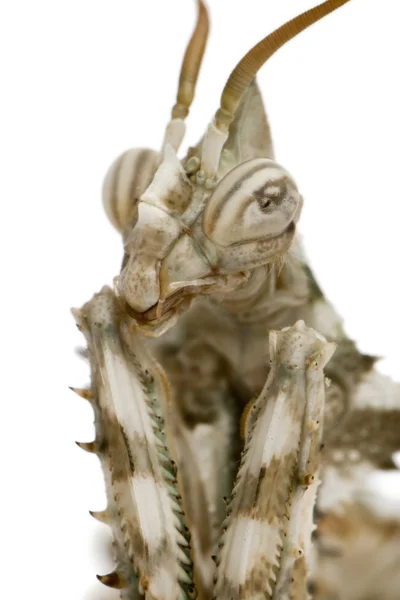 Női blepharopsis mendica, ördög virág mantis — Stock Fotó