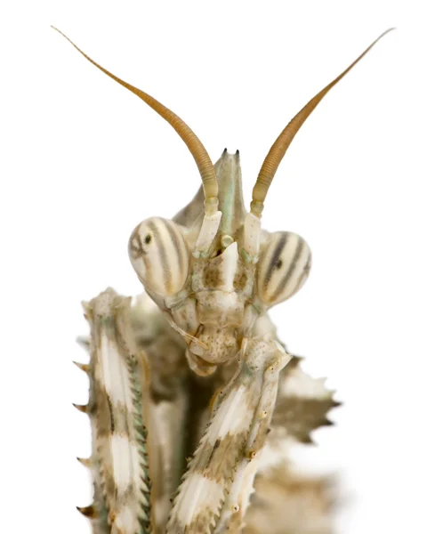 Kadın blepharopsis mendica, şeytanın çiçek mantis — Stok fotoğraf