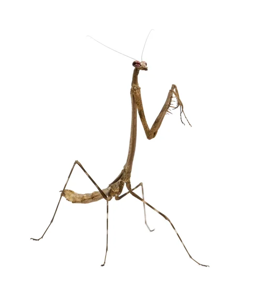 螳螂，euchomenella sp — 图库照片