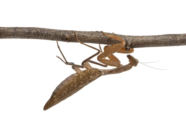 非洲螳螂或非洲螳螂，sphodromantis lineola — 图库照片