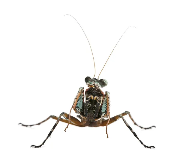 Theopompa SP, praying mantis — Stock Photo, Image