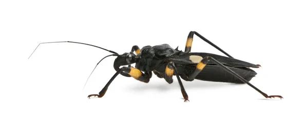 Platymeris biguttatus, een geslacht van assassin bug, reduviidae — Stockfoto
