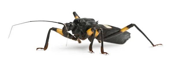 Platymeris biguttatus, a genus of assassin bug, reduviidae — Stock Photo, Image