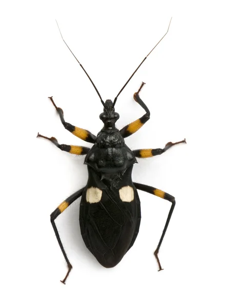 Platymeris biguttatus, um gênero de insetos assassinos, reduviidae — Fotografia de Stock