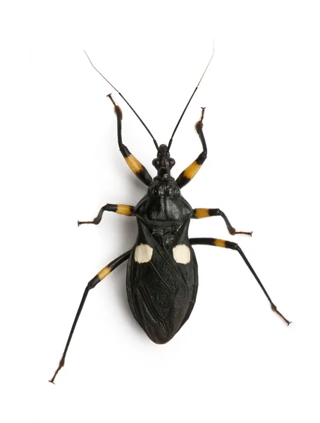 Platymeris biguttatus, un genere di insetti assassini, reduviidae — Foto Stock