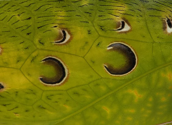 Close-up of grasshopper, Malaysian Leaf Katydid, Ancylecha fenestrata — Stock Photo, Image