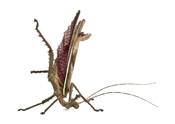 Malaiische Dschungel-Nymphe, Heteropteryx dilatata, Phasmatodea — Stockfoto