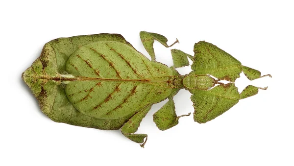 Phyllium bioculatum, listové hmyz nebo chůzi odejít, phylliidae — Stock fotografie