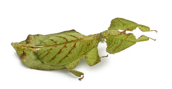 Phyllium bioculatum, insecto da folha ou licença a pé, Phylliidae — Fotografia de Stock