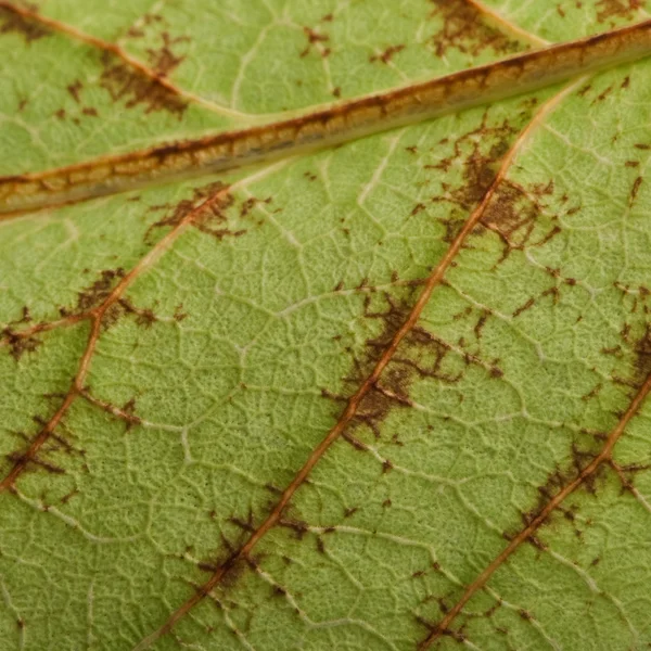 stock image Close-up of Phyllium bioculatum, leaf insect or walking leave, Phylliidae