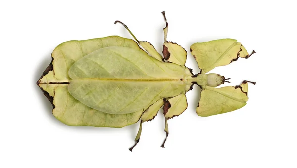 Phyllium giganteum, αφήστε φύλλων έντομο περπάτημα, phyllidae, μπροστά από το λευκό φόντο — Φωτογραφία Αρχείου