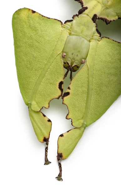 Phyllium giganteum, folha inseto caminhando licença, phyllidae, na frente de fundo branco — Fotografia de Stock