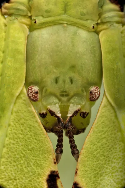 Phyllium giganteum, folha inseto caminhando licença, phyllidae, na frente de fundo branco — Fotografia de Stock