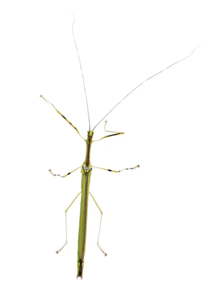 Necroscia annulipes, phasma, inseto vara, contra fundo branco — Fotografia de Stock