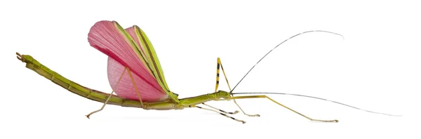 Annulipes necroscia, phasma, έντομο ραβδί, λευκό φόντο — Φωτογραφία Αρχείου