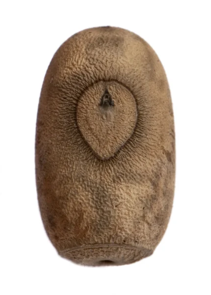 Αυγό του eurycantha insularis, έντομα ραβδί — Φωτογραφία Αρχείου