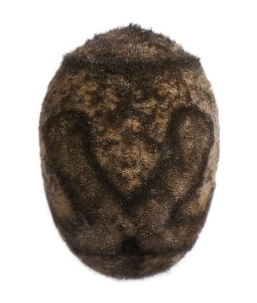 Uovo di scabra di Haaniella, insetti bastoni — Foto Stock