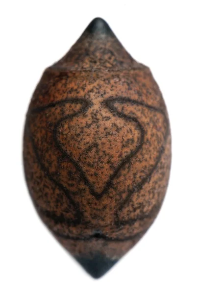 Egg of Haaniella saussurei, stick insects, phasmatodea — Stock Photo, Image