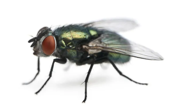 Lucilia César, mosca, delante de fondo blanco — Foto de Stock