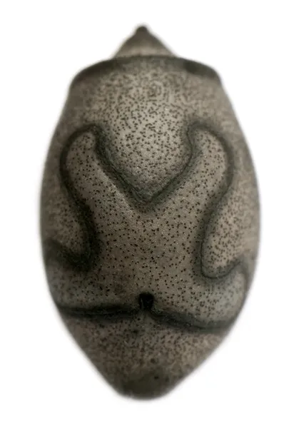 Яйцо Haaniella muelleri — стоковое фото
