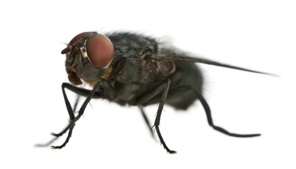 Housefly, Musca domestica, na frente do fundo branco — Fotografia de Stock