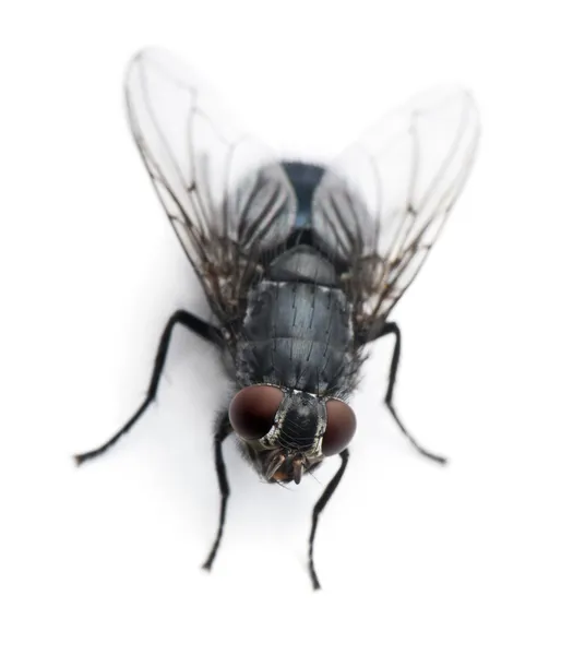 Μύγα, Linnaeus domestica musca, μπροστά από το λευκό φόντο — Φωτογραφία Αρχείου