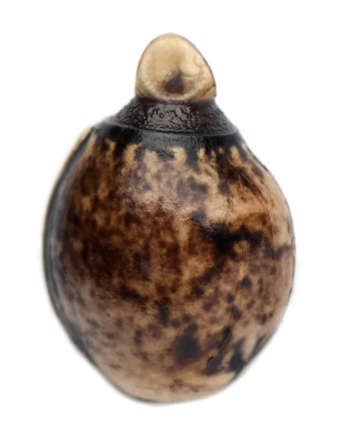 Яйцо Extatosoma tiaratum , — стоковое фото
