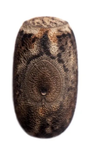 Egg of Eurycantha calcarata — Stock Photo, Image