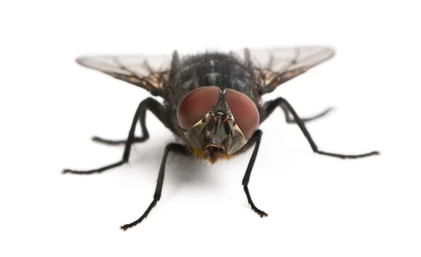 Housefly, Musca domestica, na frente do fundo branco — Fotografia de Stock