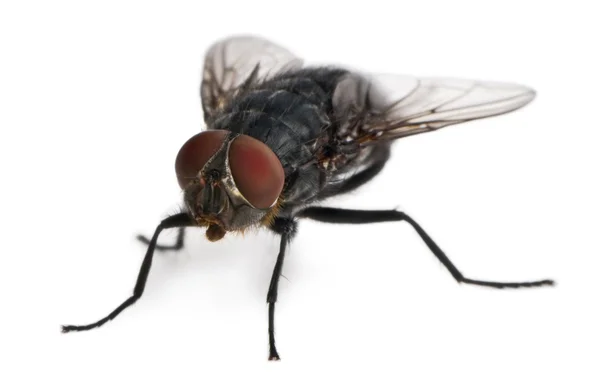 Housefly, Musca domestica, di depan latar belakang putih — Stok Foto