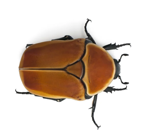 Pachnoda marginata, una especie de escarabajo, Flor chafer, delante de fondo blanco — Foto de Stock