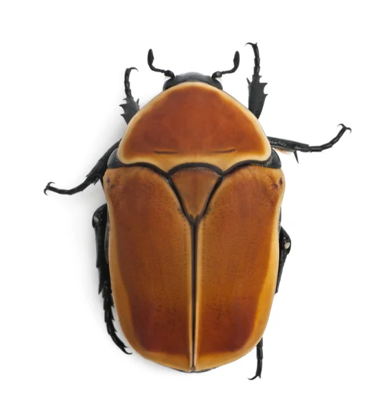 Pachnoda marginata, une espèce de scarabée, plaquette de fleurs, devant fond blanc — Photo
