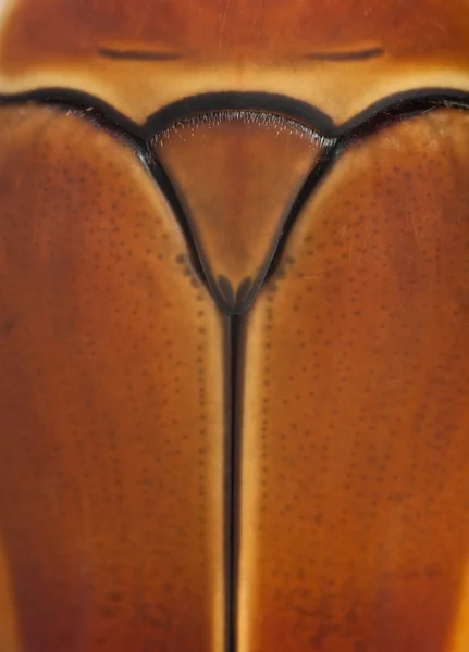 Pachnoda 瑞香、 一种甲虫，花金龟子的特写 — 图库照片