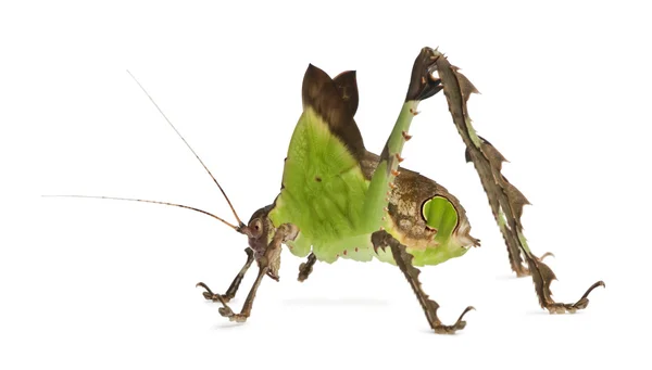 Heuschrecke, Malaiisches Blatt katydid, ancylecha fenestrata — Stockfoto