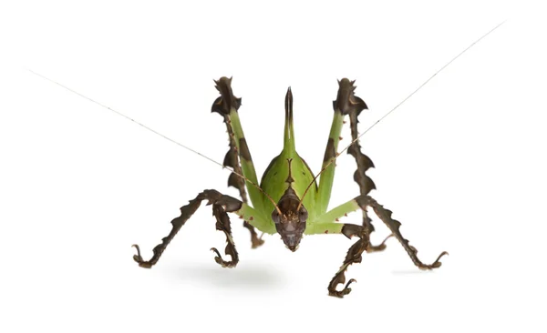 Ακρίδα, katydid Μαλαισίας φύλλα, ancylecha fenestrata — Φωτογραφία Αρχείου