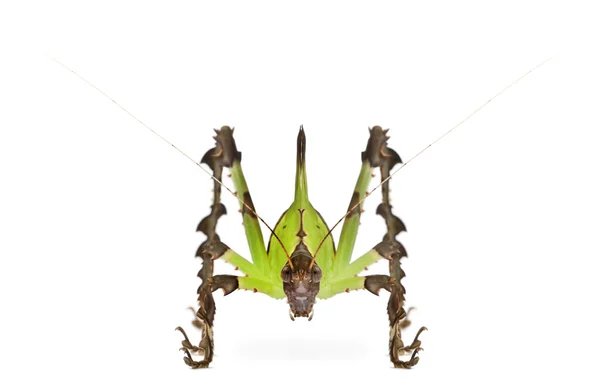 Ακρίδα, katydid Μαλαισίας φύλλα, ancylecha fenestrata — Φωτογραφία Αρχείου