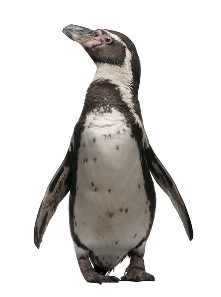 Humboldt pingvinen, spheniscus humboldti, stående framför vit bakgrund — Stockfoto
