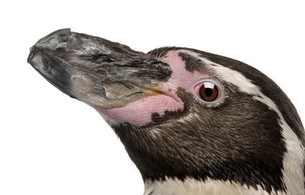 Humboldt Penguin, Spheniscus humboldti, de pie frente al fondo blanco — Foto de Stock
