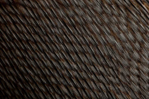 훔볼트 펭귄 깃털, Spheniscus humboldti의 클로즈업 — 스톡 사진
