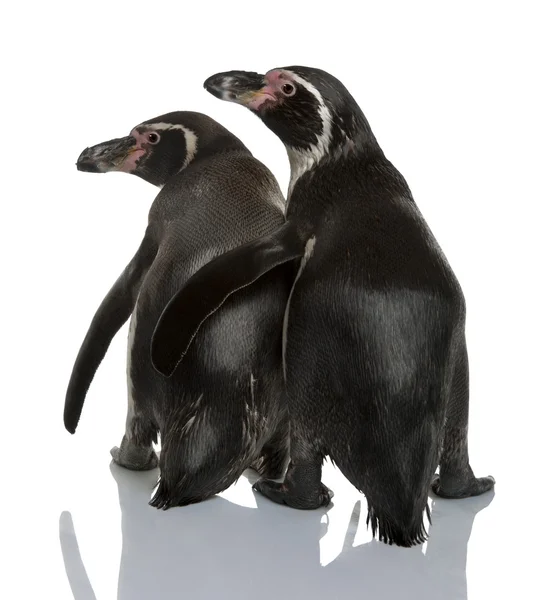 Humboldt Penguins, Spheniscus humboldti, de pie frente al fondo blanco —  Fotos de Stock