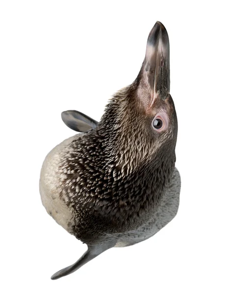 Joven Pingüino Humboldt, Spheniscus humboldti, de pie frente al fondo blanco —  Fotos de Stock