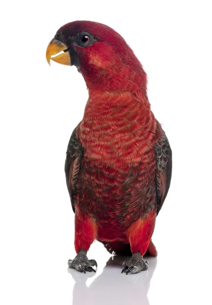 Kardinal lory, chalcopsitta cardinalis — Stockfoto