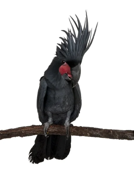 Palm Cockatoo, Probosciger aterrimus — Stock Photo, Image