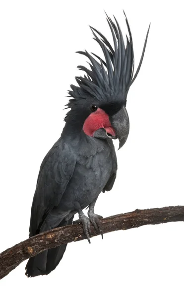 Palm cockatoo, probosciger aterrimus, voor witte achtergrond — Stockfoto