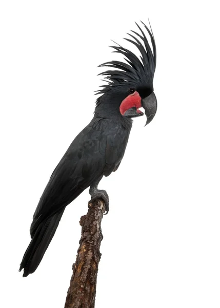 Palm Cockatoo, Probosciger aterrimus, in front of white background — Stock Photo, Image